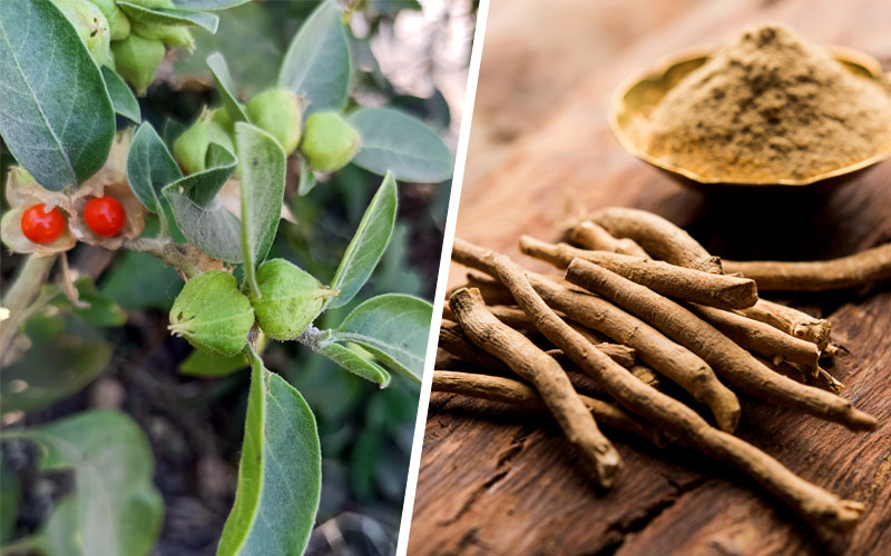 What is Ashwagandha?