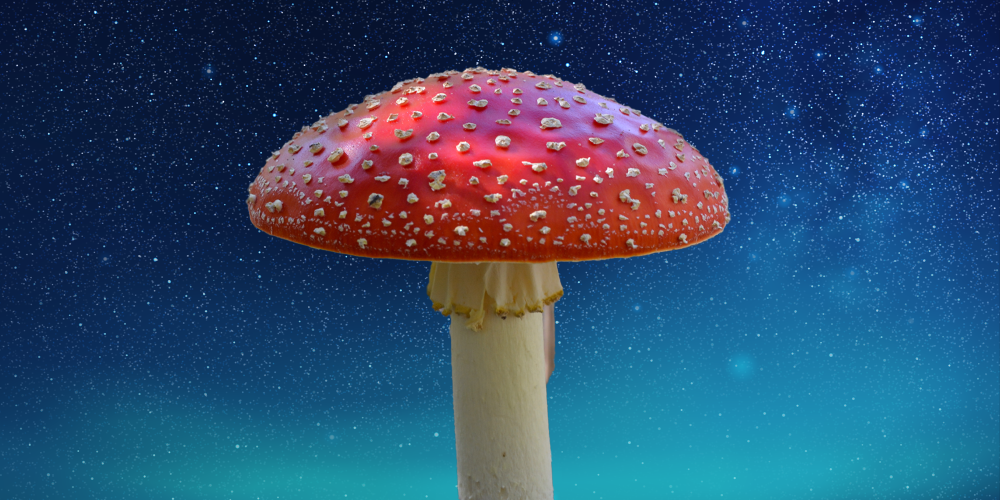 Amanita Mushroom close up on the red cap of the mushroom