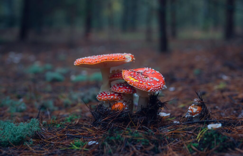 Red Amanita mushrooms growing in the woods